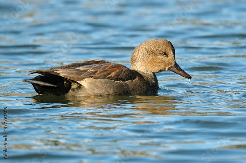 Male Gadwall, Mareca strepera, wading on blue pond. Profile view displaying back feathers