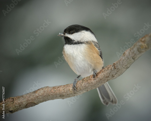 Black-capped Chickadee, Poecile atricapillus, perched on a branch with snow on its nose
