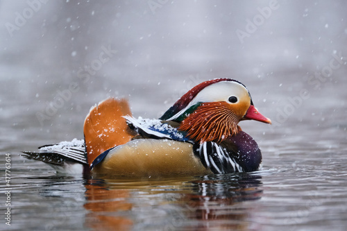 Mandarin Duck, Aix galericulata, having escaped captivity. Wading on pond during a snow fall. Profile view displaying back feathers