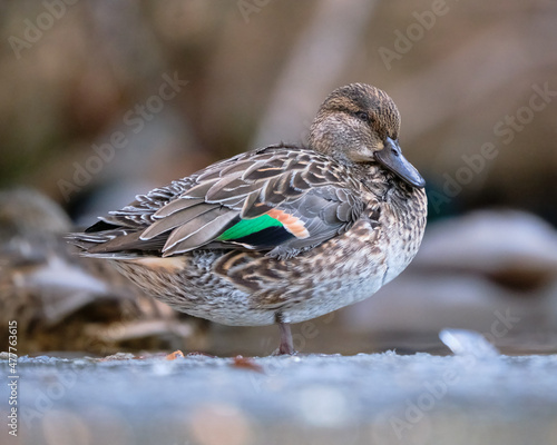 Female Green-winged Teal, Anas crecca standing on ice. Profile view displaying back feathers photo