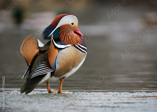 Mandarin Duck, Aix galericulata, having escaped captivity standing on winter ice. Profile view displaying back feathers