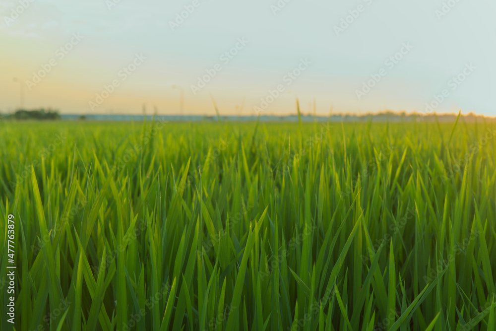 Obraz premium Select focus green rice plant leaves on the farm, Rice terrace and mountains on a horizon, Vibrant green fields and hills covered with fresh alfalfa under a bright blue sky with puffy white clouds.