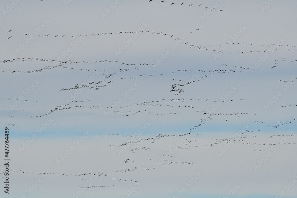 Geese in a Cloudy Blue Sky
