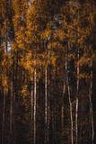 Las modrzewiowy