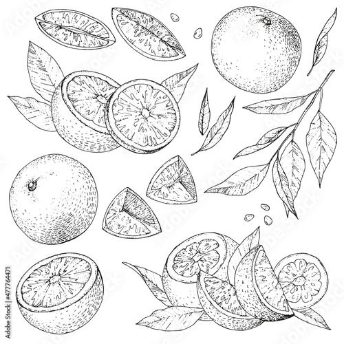 Vector collection of hand drawn orange. Set monochrome sketches with pieces fruit. Drawings of branches and leaves. Engraving style. PART 1