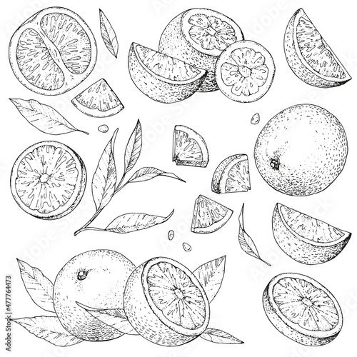 Vector collection of hand drawn orange. Set monochrome sketches with pieces fruit. Drawings of branches and leaves. Engraving style. PART 2