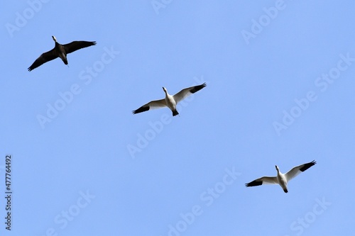 Geese in a Blue Sky