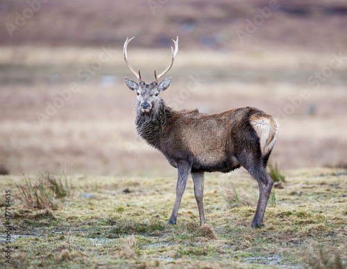 A Red Deer Stag standing in the Scottish highlands. 