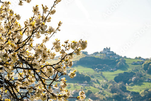 Baumblüte im Mostviertel, Österreich photo