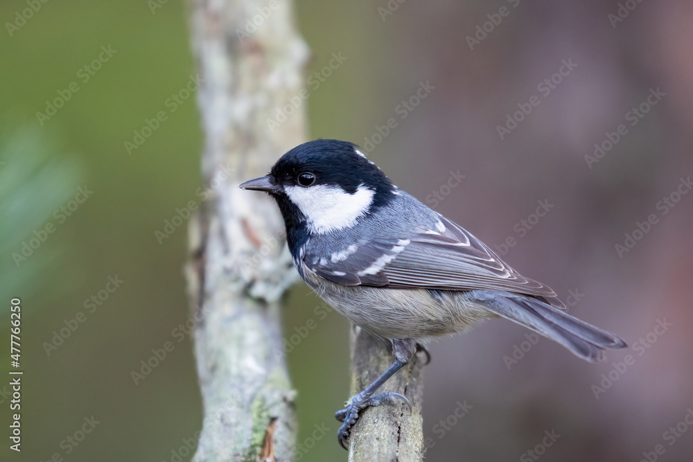 Coal tit Coal tit
