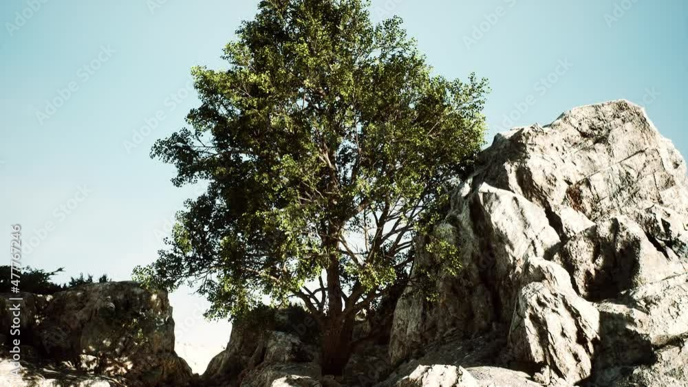 Exotic tree on a cliff near ocean