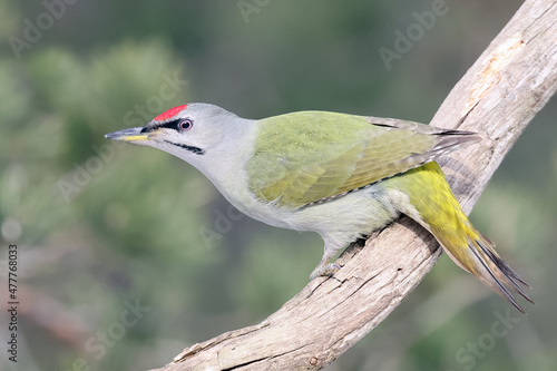 Grey-headed woodpecker photo