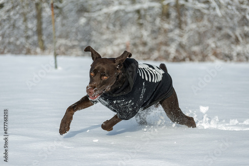 dog running in snow