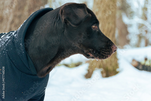 dog in snow