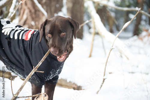 Choclate Labrador retriever