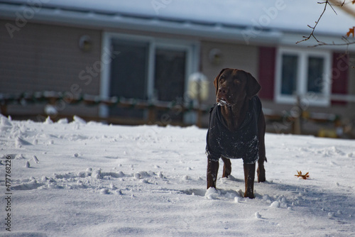 Dog standing in the snow