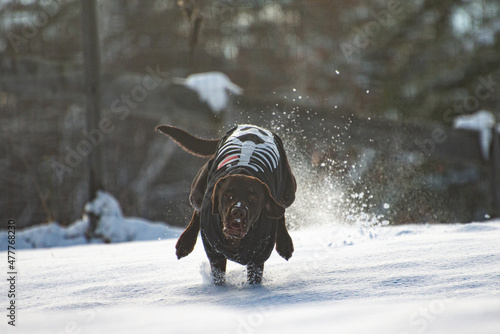 dog in snow