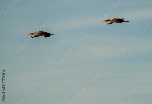 Cormorants in flight