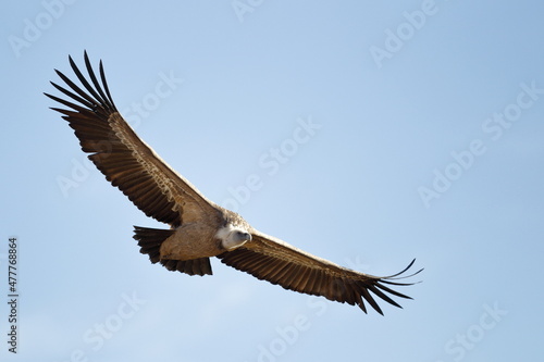 Buitre leonado (gyps fulvus) Segovia España © Carlos González