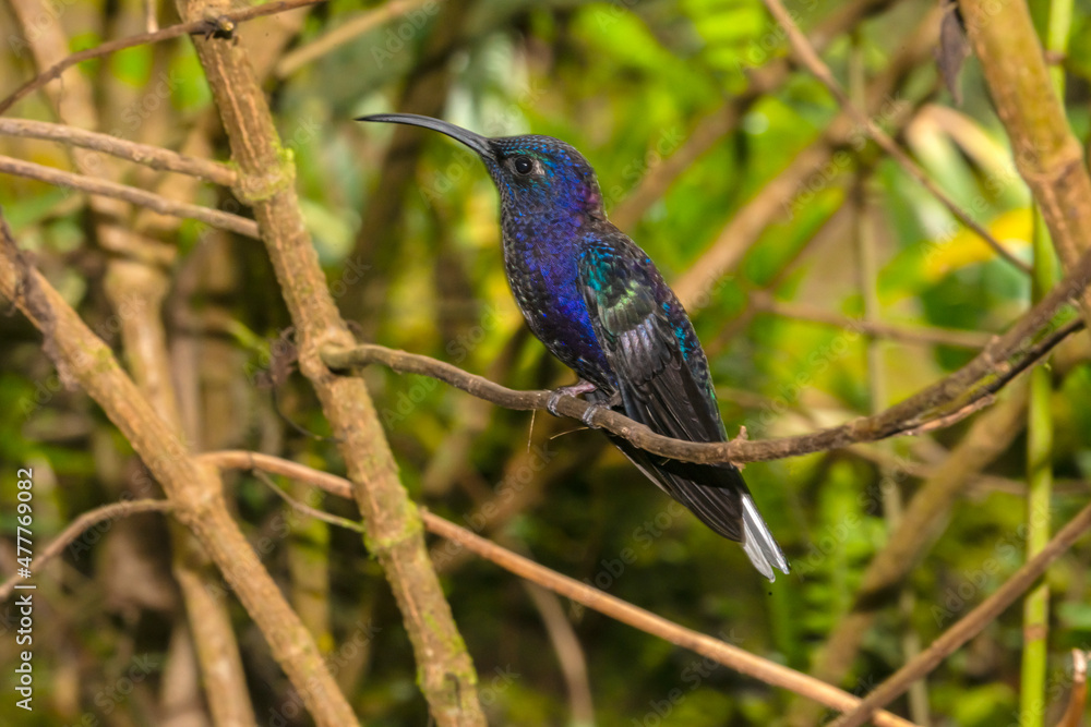 Fototapeta premium Violet Sabrewing Hummingbird (Campylopterus hemileucurus) Perched in Costa Rica