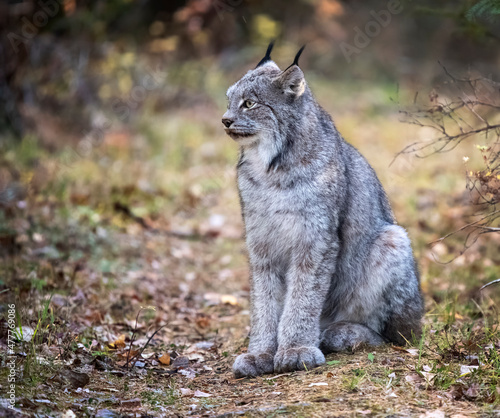 Fototapeta Naklejka Na Ścianę i Meble -  Wild Lynx Manitoba