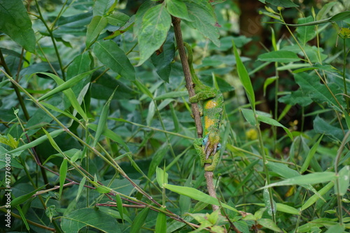 Male Jackson's Chameleon spottet next to the trail at Bwindi impenetrable forest