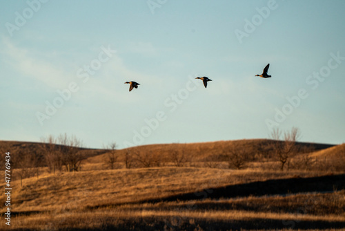 Ducks in Flight