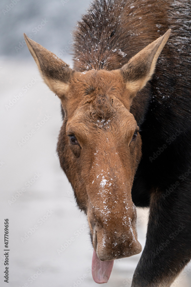 Winter Moose Manitoba