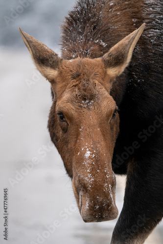 Winter Moose Manitoba © pictureguy32