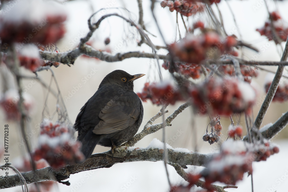 Freezing blackbird (Turdus merula) on a rowan branch.
Cold winter day. Freezing blackbird (Turdus merula) on a rowan branch.
Cold winter day.