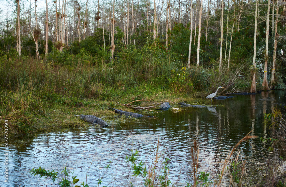 Bird in the Everglades with alligators
