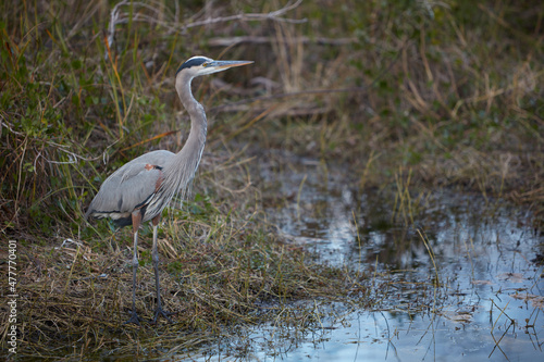 Bird in the Everglades
