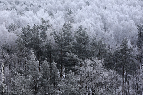 Winter forest, trees top viewWinter forest, trees top view © Olga Tkacheva