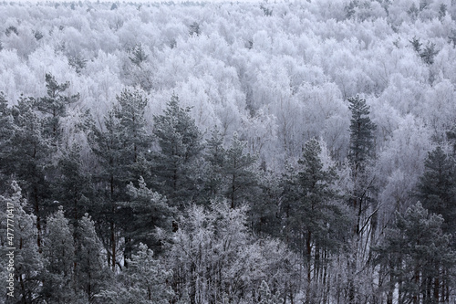 Winter forest, trees top viewWinter forest, trees top view