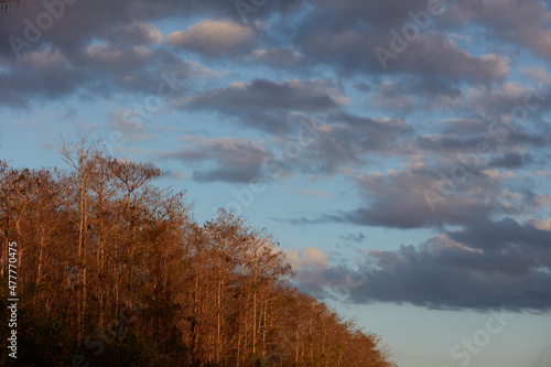 Bird in the Everglades