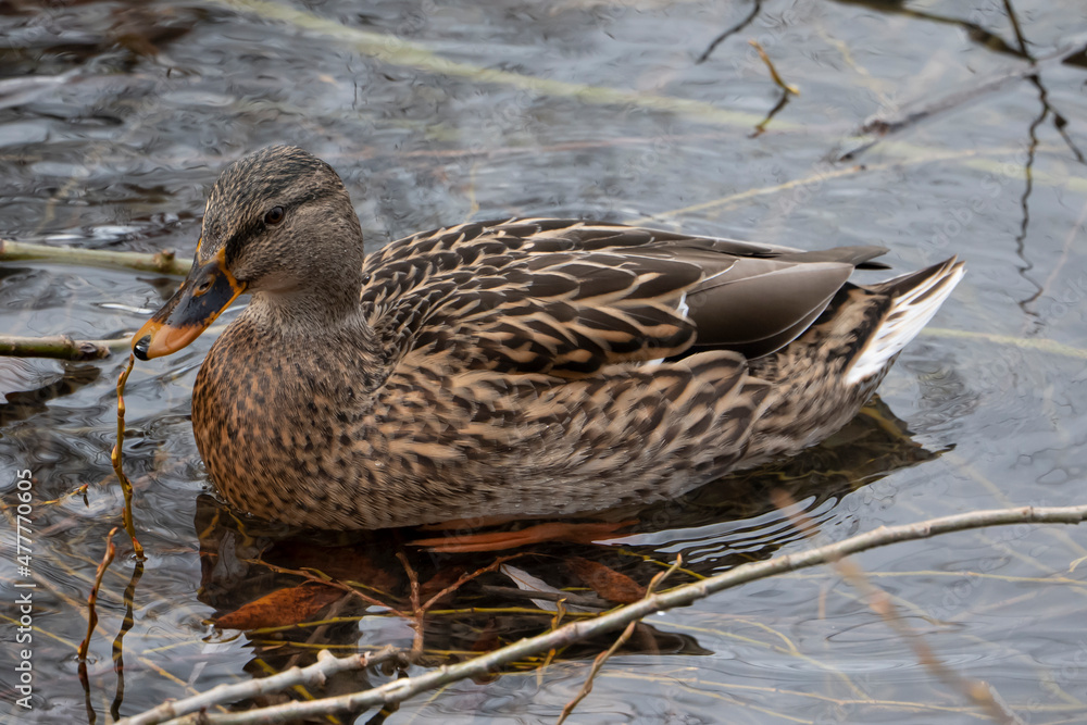 female brown duck, Anas platyrhynchos, swimming in lake, close up. female brown duck, Anas platyrhynchos, swimming in lake, close up.