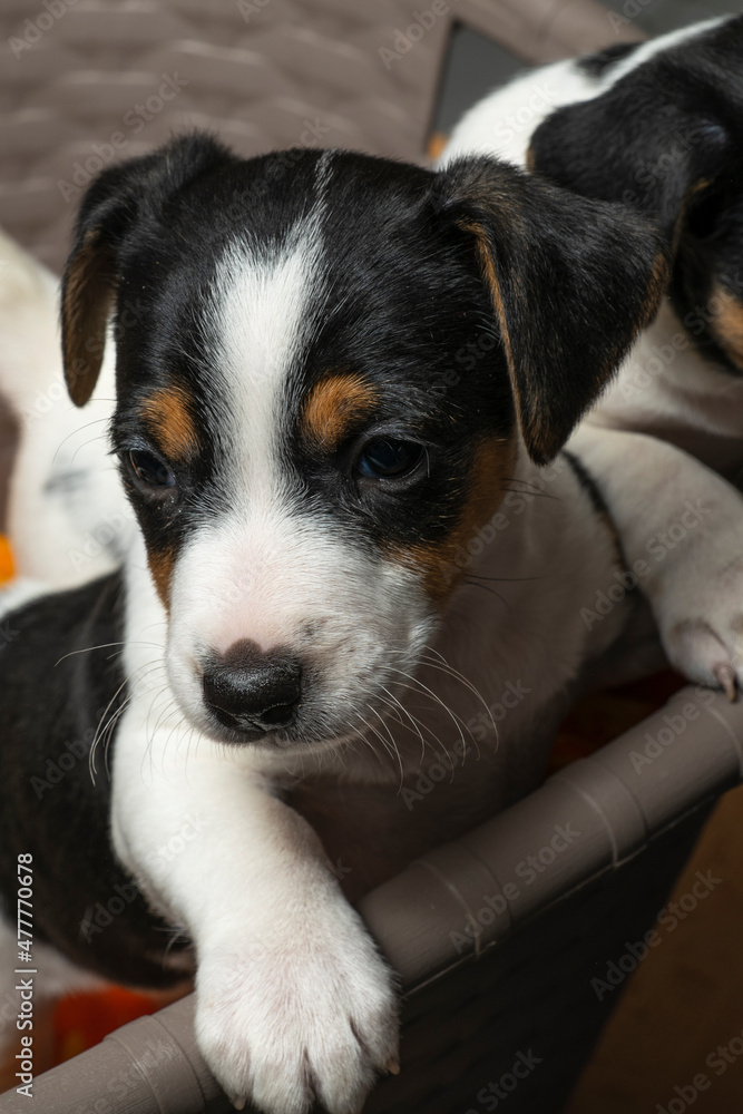 cute Jack Russell puppy sits in a basket