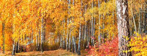 Birch grove on sunny autumn day, beautiful landscape through foliage and tree trunks, panorama, horizontal banner