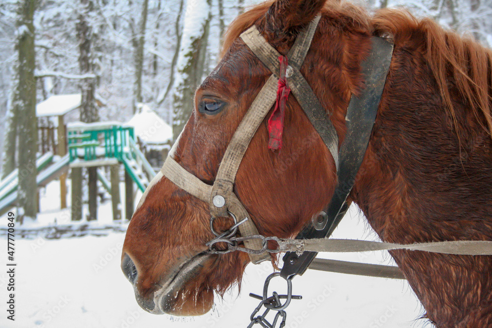 Muzzle of a red horse close up in winter
