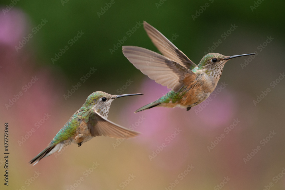 Fototapeta premium Two Rufous Hummingbirds mid-flight