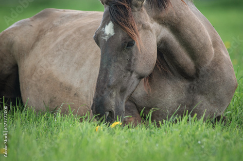 A beautiful thinning horse lies on the grass of a collective farm pasture.