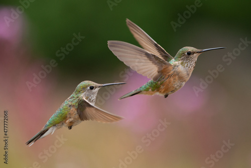 Two Rufous Hummingbirds mid-flight