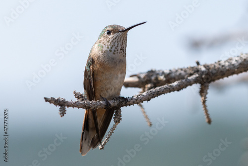 Hummingbird rests on a tree branch in the Colorado mountains