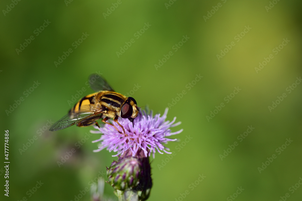 Close-up of a yellow black striped hover fly sitting on a meadow flower in front of a green background in a meadow Close-up of a yellow black striped hover fly sitting on a meadow flower in front of a green background in a meadow