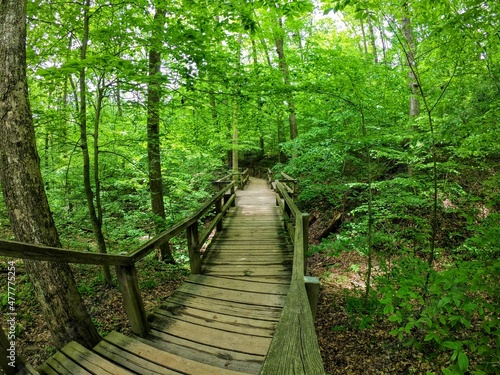 path in the forest