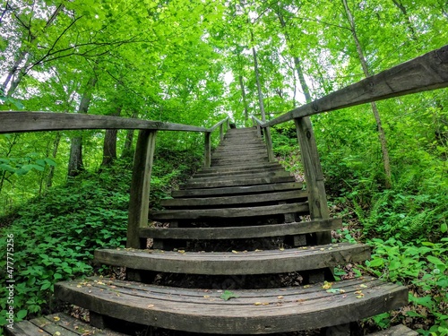 wooden bridge in the forest