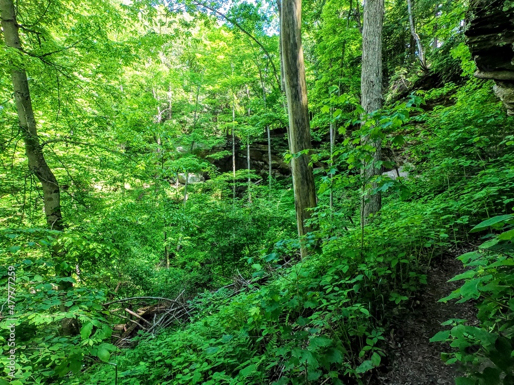 Obraz premium footpath in the forest