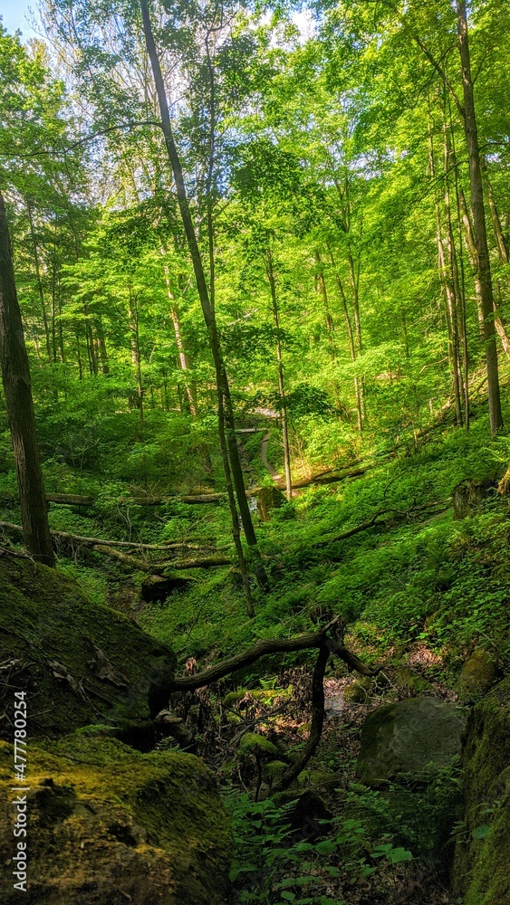 forest in the morning forest in the morning