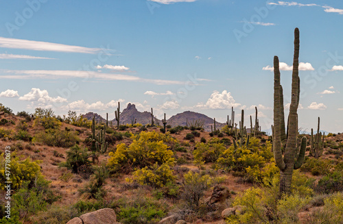 Spring Landscape Image At Browns Ranch Trailhead In Scottsdale, Arizona