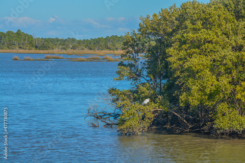 The Mangroves in the Cedar Key National Wildlife Refuge of Cedar Key, Levy County, Florida